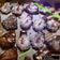 Cooksnap από Maria_korinthos στη συνταγή Μπισκότα με 3 υλικά!!!