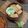 Cooksnap dari Adelia Firdaus untuk resep Khanom Pang Sangkaya (Pandan Custard Bread ala Thai)