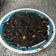 El cooksnap de Ana Roca cuando hizo Arroz negro (Thermomix).