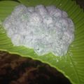 Cooksnap dari Nurlaila untuk resep Mochi