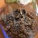 Cooksnap dari diandra mattylda untuk resep Cookies Teflon