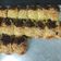 Cooksnap dari Lisa Monica Rakhma untuk resep Pisang Bolen Bandung