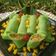 Cooksnap dari fanny trihandayani untuk resep Dadar Gulung (green pancake roll stuff with grated coconut) 😅