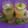 Sheetu Khandwala's cooksnap of when they made કાચી કેરી નો બાફલો (Keri Baflo Recipe in Gujarati.).