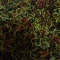 Cooksnap dari Irin Dinania untuk resep Mie Goreng Burung Dara