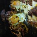 Juhász Tünde Cooksnap-ja, amikor elkészítette a(z) Sült tarja gombás tükörtojással receptet.