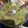 El cooksnap de Marco Lopez cuando hizo Guacamole.