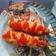 Cooksnap dari DEWI SARASWATI untuk resep Sate Nasi