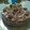 El cooksnap de Maria Rodrigez cuando hizo Tarta ferrero rocher.