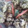 Cooksnap dari Menu Tiga Thara untuk resep Perkedel Jagung #NoMSG