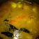 Cooksnap dari ANZA MAULANA untuk resep Bandeng kuah kuning asem pedas