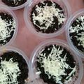 Cooksnap dari zunita blog untuk resep Oreo Cheese Cake Lumer