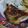 Cooksnap Maizatul Akma semasa beliau membuat (14/2) Burung puyuh bakar.