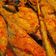 Cooksnap dari Dewi Lego Waty untuk resep 7) Patin Asam Pedas