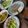 Nguyễn Châu's cooksnap of when they made Bánh cuốn KETO.