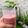 Cooksnap dari Dean Phie untuk resep Smoothies Pisang Sunpride Strawberry