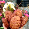 Sheela Biswas 's cooksnap of when they made ঠেকুয়া (Thekua recipe in Bengali).