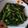 Cooksnap dari Windy Indraswari Susanti untuk resep Tumis kembang bawang (belalo) ikan asin