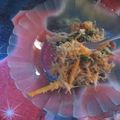 Cooksnap dari Rifni M untuk resep Urab Sayur