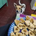 El cooksnap de Avril cuando hizo Galletas para perros 🐶.