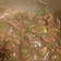El cooksnap de Beto cuando hizo Carne mongoliana.
