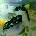 Cooksnap dari Derofiez Hana Ruhyadin untuk resep Sayur Lodeh Tempe