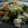 El cooksnap de sandraqt cuando hizo Cous-cous con verduras y pollo.