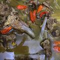 Cooksnap dari Triyani Ayu Megasari untuk resep Tengkleng Kambing Khas Solo Tanpa Santan