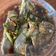 Cooksnap dari Meili Karsita untuk resep Tim Ikan ala Hongkong