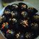 Cooksnap dari Liaaa14 untuk resep Bola bola coklat