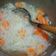 Cooksnap dari mirna pramesti untuk resep 23. SOP Oyong Bihun (Gambas Bihun)