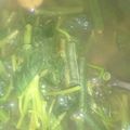 Cooksnap dari A'yuni untuk resep Sayur Asam Kangkung Kacang Panjang