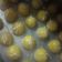 Cooksnap dari Amateurskitchen untuk resep Nastar lumer