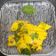 Bina Samir Telivala's cooksnap of when they made મકાઈ ના ઢોકળાં (Makai Dhokla Recipe In Gujarati).