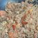 Cooksnap Nur Skyler semasa beliau membuat Nasi Goreng Cendawan & Udang.