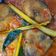 Cooksnap dari Anindita Adri NW untuk resep Tenggiri Asam Pedas