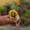 Madhumita Bishnu's cooksnap of when they made Kolkata style Chicken Kathi Roll.