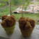Cooksnap dari Clumsy Mommy Kitchen (@CorryMizty) untuk resep Bolu Kukus Gula Merah Anti Gagal Lembut & Pasti Mekar Merekah