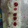 Cooksnap dari Chiie Eccoott untuk resep Bolu Gulung Red Velvet