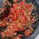 Cooksnap dari Lira.Cook untuk resep Sambal terasi dadak utk sayur asem