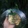 Cooksnap dari Atriska Dewi untuk resep Chicken Stroganoff