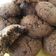 Cooksnap dari Dayu Tiwi untuk resep 1. Chewy Cookies,recook ci Tintin Rayner