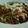 El cooksnap de MaryGlory cuando hizo Udon con salmón ahumado y champiñones.