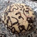 کوک اسنپ 🥧M🎂o🍔b🥪i🍜n🧁a🍩 بعد از امتحان کردن کیک بدون شیر.