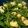 Cooksnap de Viktoria sur la recette Lazy dumpling et haricots verts