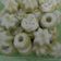 Cooksnap dari sofia untuk resep Kue putu ayu lembuuut