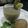 Bhumi Parikh's cooksnap of when they made કીવિ મિન્ટ મોઈતો(Kiwi mint mojito recipe in Gujarati).