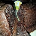 Cooksnap dari Sugi Hadi untuk resep Bolu Kukus Caramel / Sarang Semut