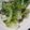 素了愿 的 薑絲炒大陸妹 cooksnap