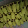 Cooksnap dari Daily Recook untuk resep Catterpillar Cookies 🐛